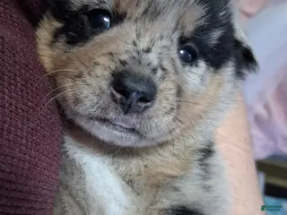 Mixed Breed dogs Marshall - Ad 23