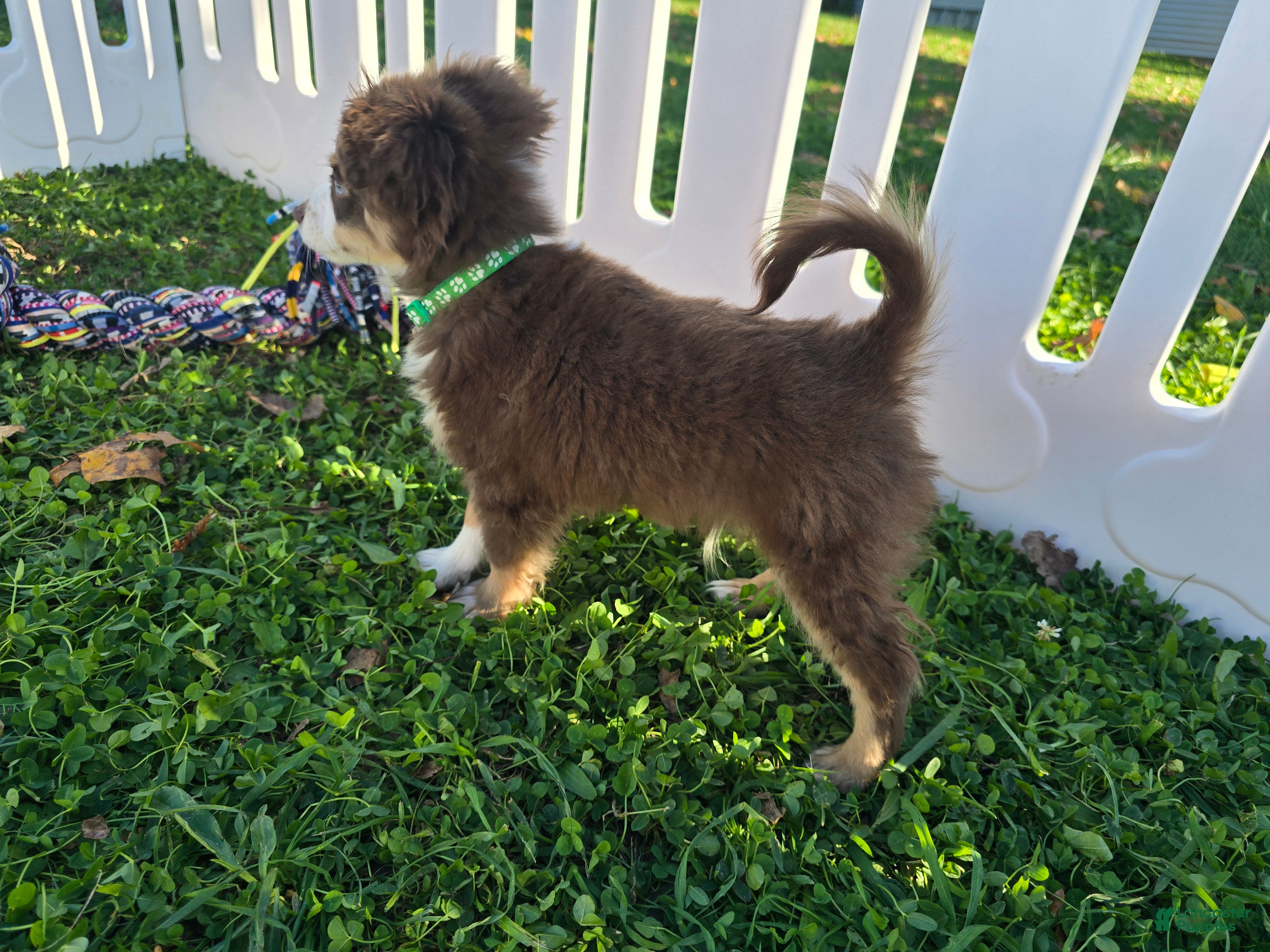 Toy Australian Shepherd dogs Boy 2 - Ad 2