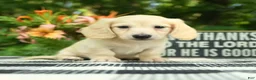 Miniature Dachshund dogs for sale: Archie - Ad 3