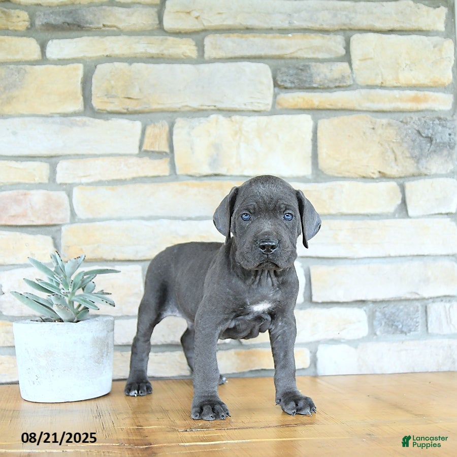 Cane Corso dogs Zeus - Ad 12
