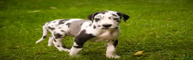 Bryce Great Dane 