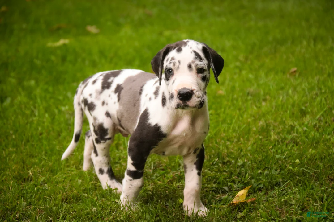 Great Dane dogs for sale: Bryce Great Dane  - Ad 1