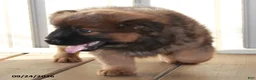 Mixed Breed dogs for sale: Clifford - Ad 3