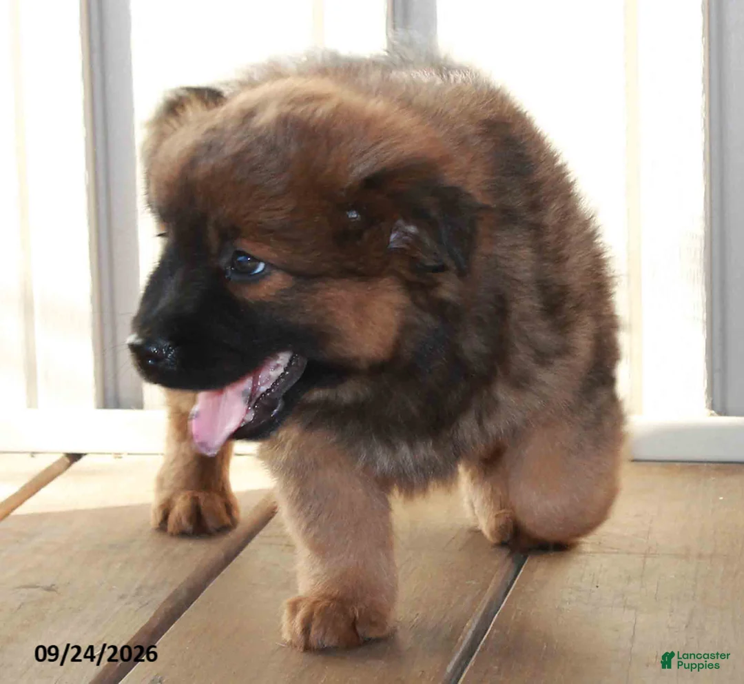 Mixed Breed dogs for sale: Clifford - Ad 3