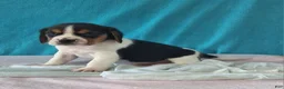 Beagle dogs for sale: dallas - Ad 3