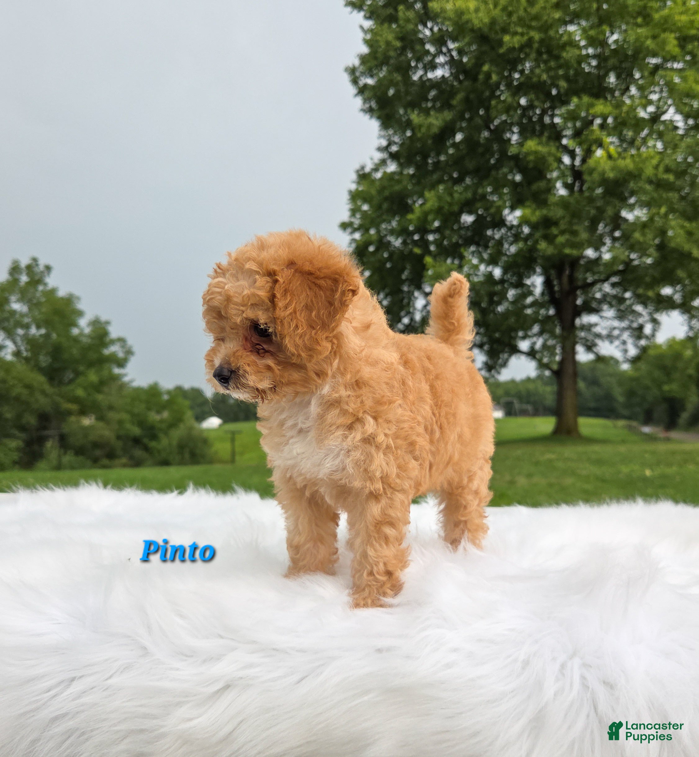 Cavapoo dogs Pinto - Ad 2