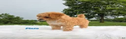 Cavapoo dogs for sale: Pinto - Ad 2
