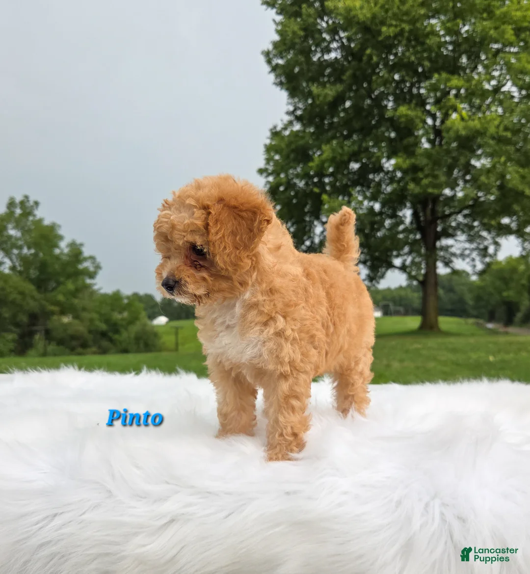 Cavapoo dogs for sale: Pinto - Ad 2