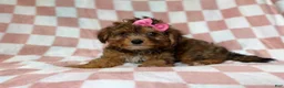 Yorkiepoo dogs for sale: Bailey - Ad 7