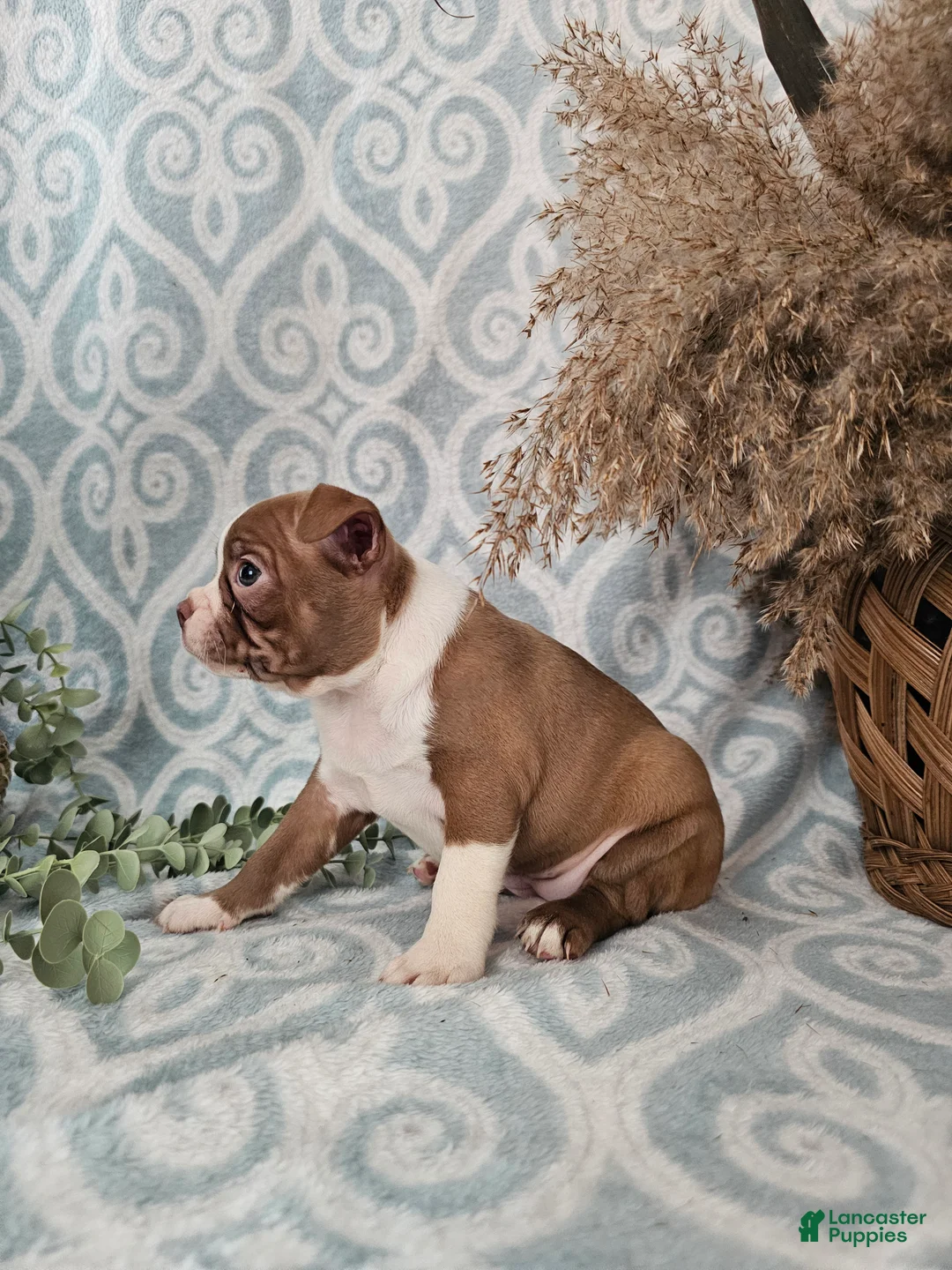 Boston Terrier dogs for sale: Casey - Ad 1