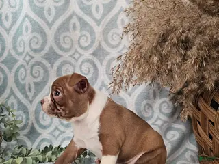 Boston Terrier dogs Casey - Ad 30