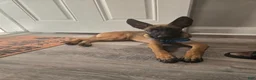 Belgian Malinois dogs for sale: Belgian Malinois Puppy 3 (Boss Man) - Ad 5