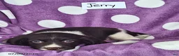 English Springer Spaniel dogs for sale: Jerry - Ad 7