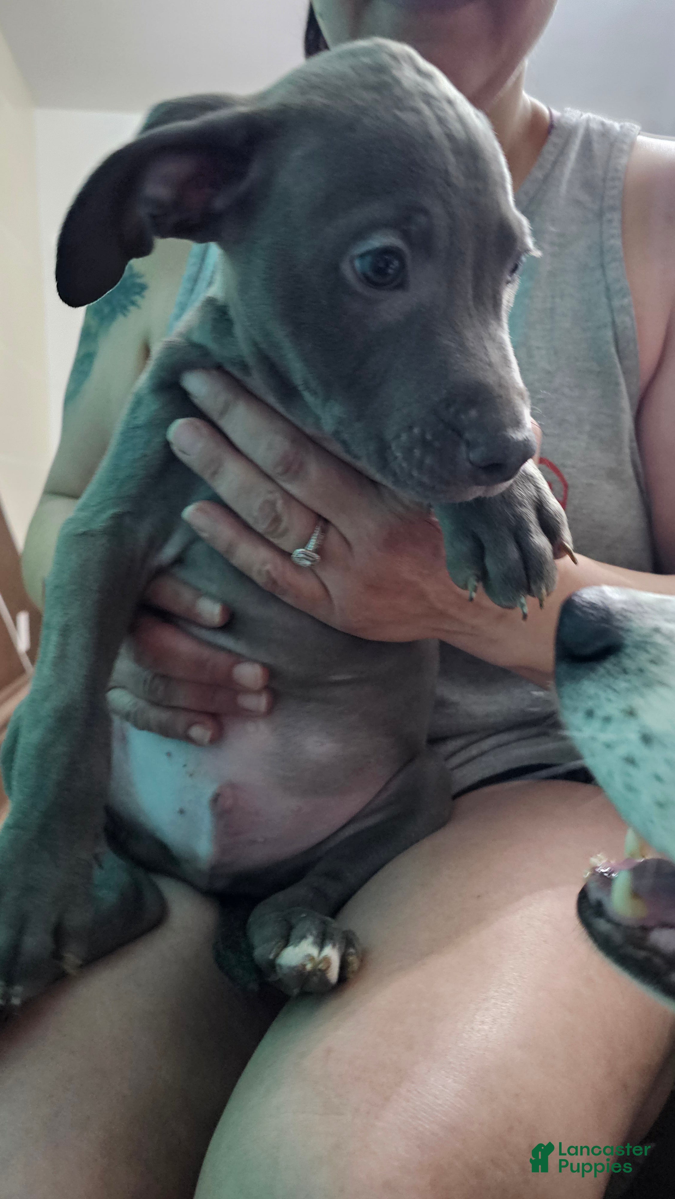 American Pit Bull Terrier dogs Blue Nose Pitbul Cash - Ad 14