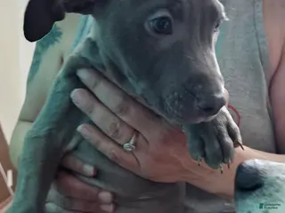 American Pit Bull Terrier dogs Blue Nose Pitbul Cash - Ad 14