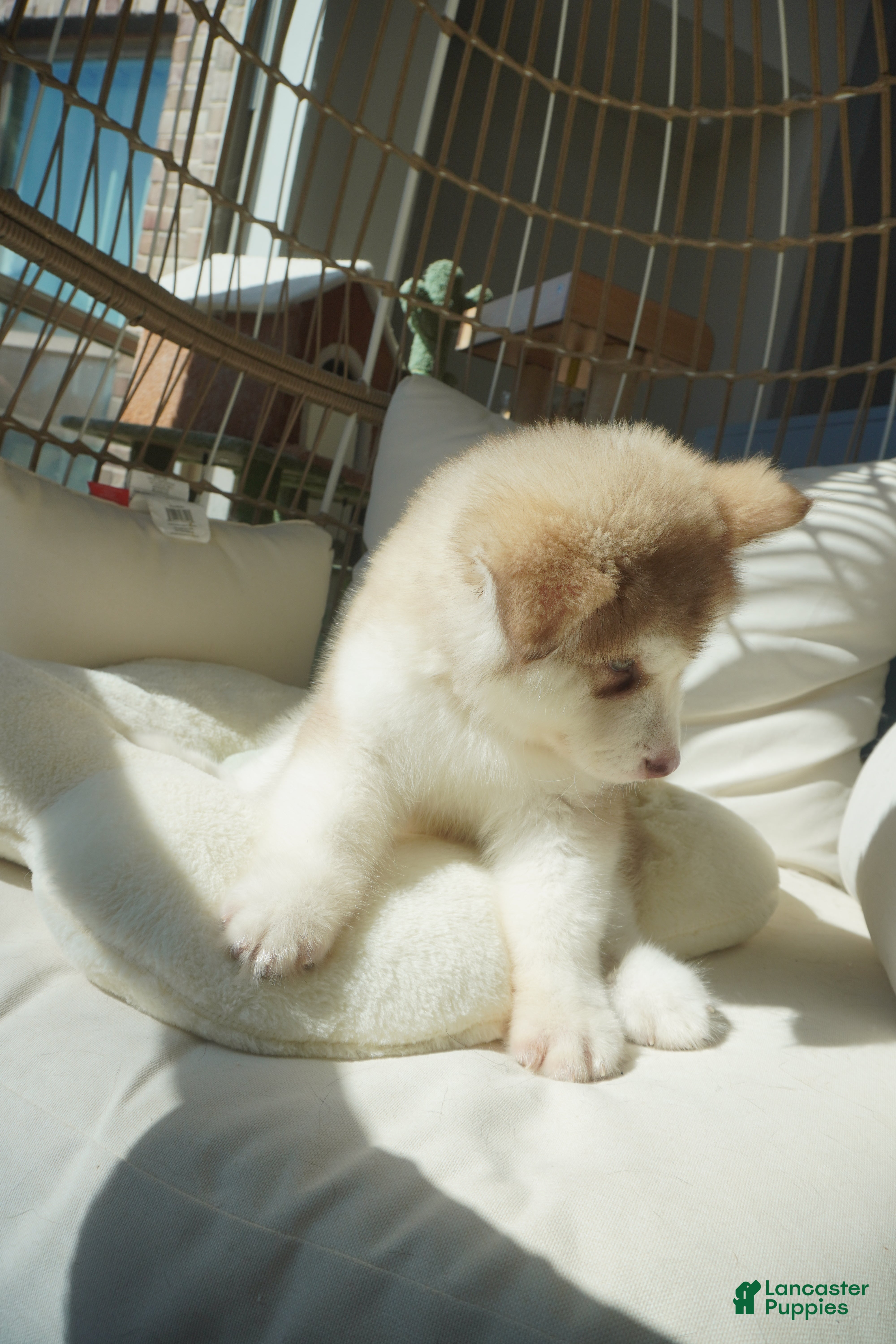 Alaskan Malamute dogs Apple - Ad 2