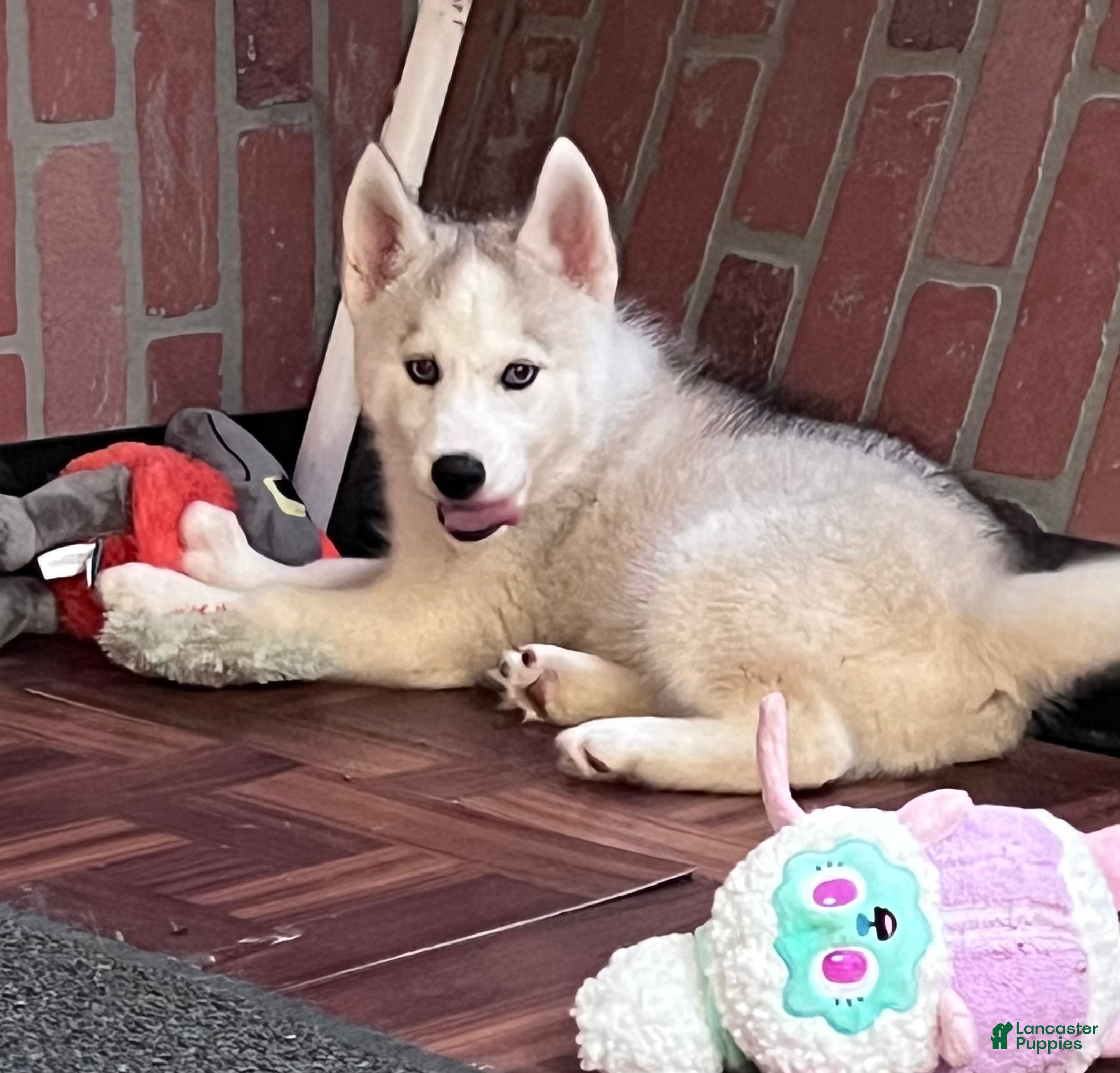 Siberian Husky dogs Majick AKC - Ad 1
