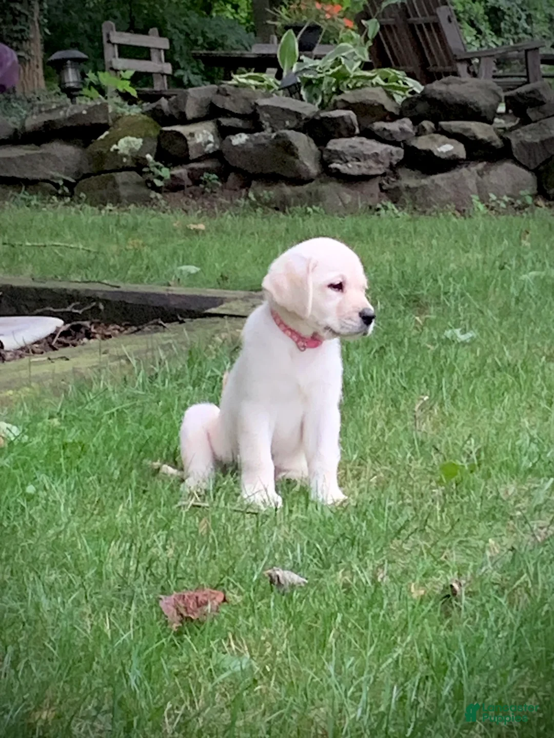 Labrador Retriever dogs for sale: Marie - Ad 2