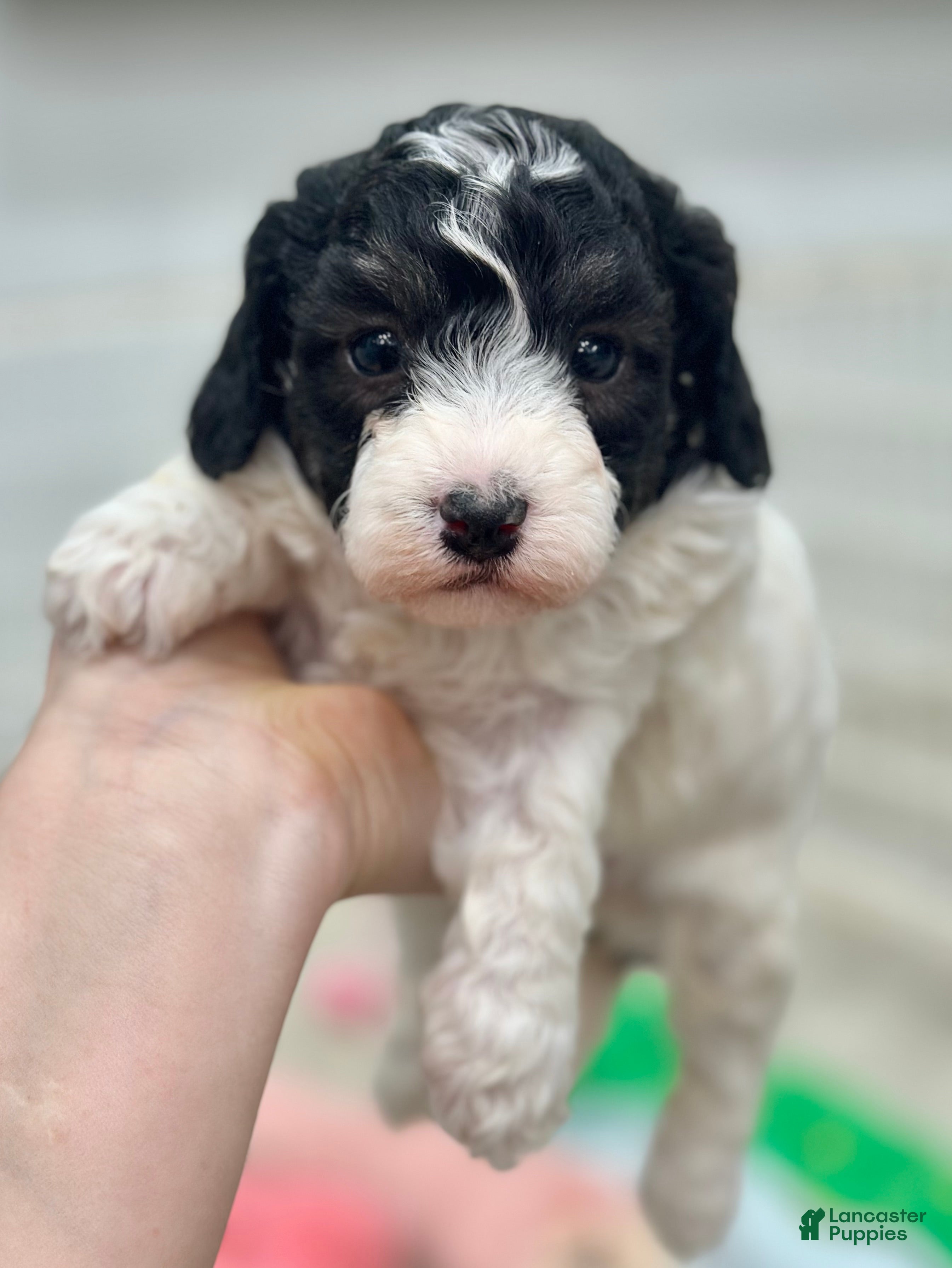 Miniature Poodle dogs Apple - Ad 1