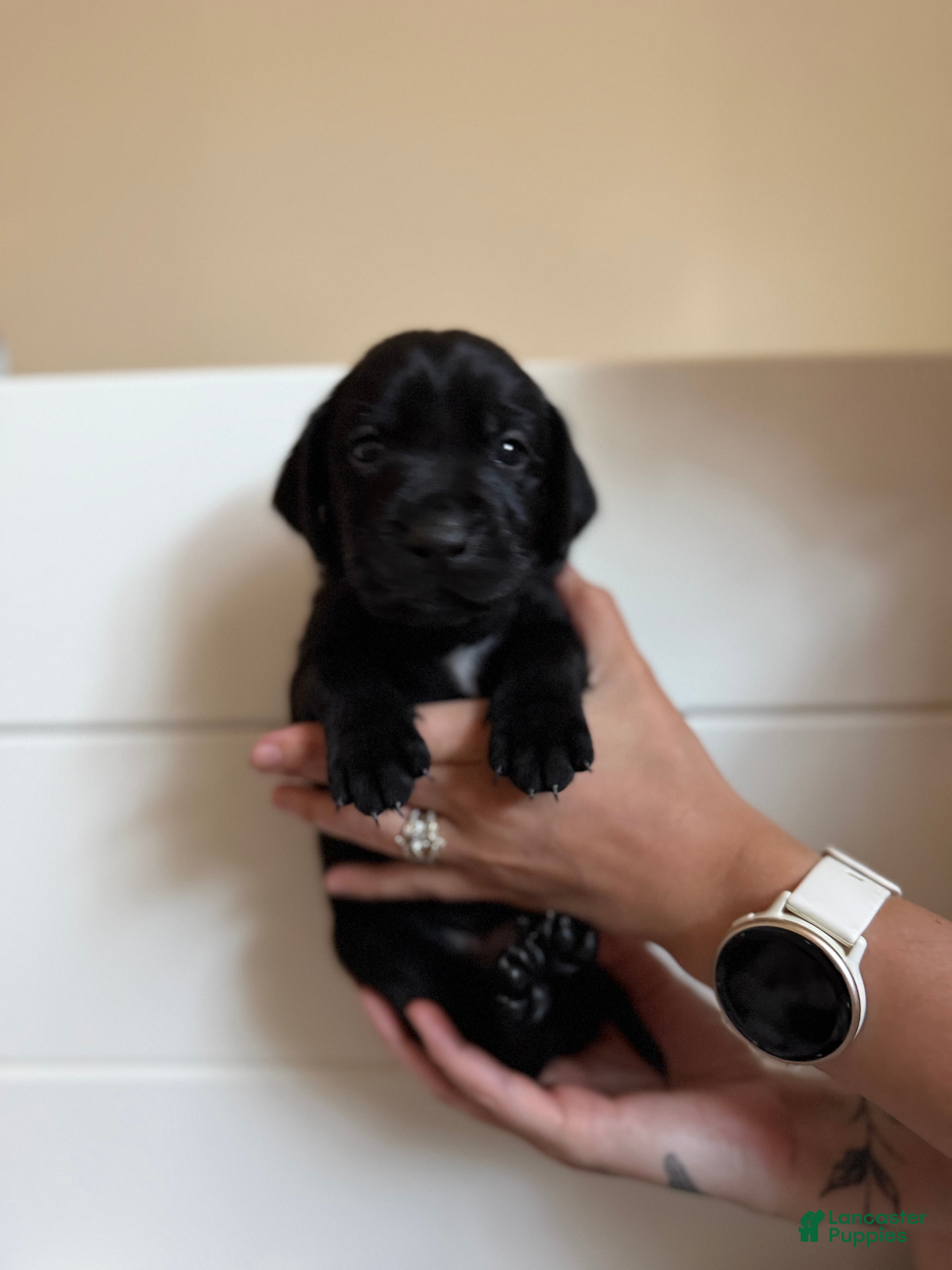 Mixed Breed dogs Mixed Breed 5 - Ad 10