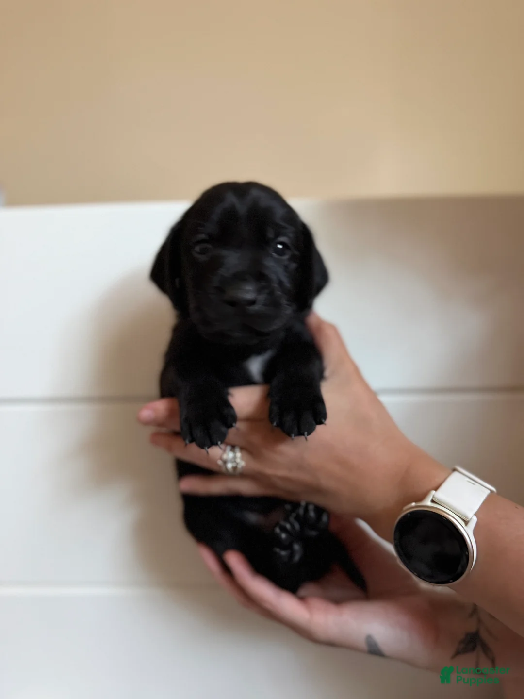 Mixed Breed dogs for sale: Mixed Breed 5 - Ad 1