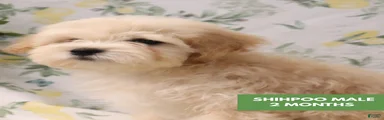 Shihpoo 2 - "Cochi" 