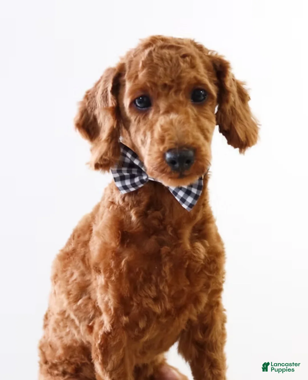 Miniature Poodle dogs for sale: Bentley  - Ad 1