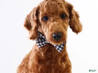 Miniature Poodle dogs Bentley - Ad 41
