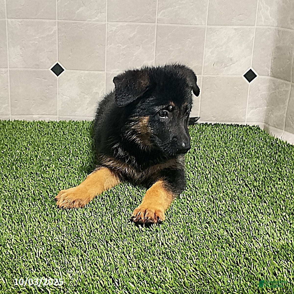 German Shepherd Puppies for sale in Danville, Kentucky Lancaster