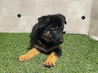 German Shepherd dogs - Ad 22