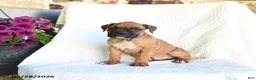 Boxer dogs for sale: Ranger - Ad 5