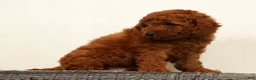 Mini Goldendoodle dogs for sale: Amber - Ad 3