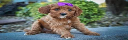 Cavapoo dogs for sale: RUSTY - Ad 14
