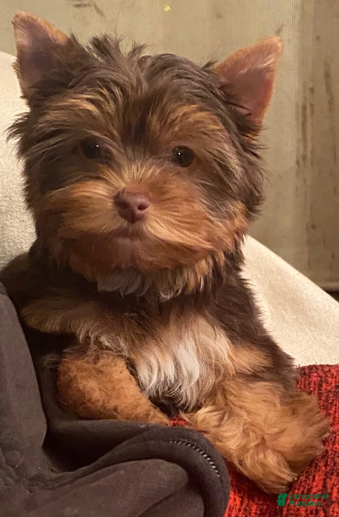 Yorkshire Terrier dogs for sale: Yorkshire Terrier 1 - Ad 2