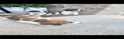 Saint Bernard dogs for sale: Tanner - Ad 7