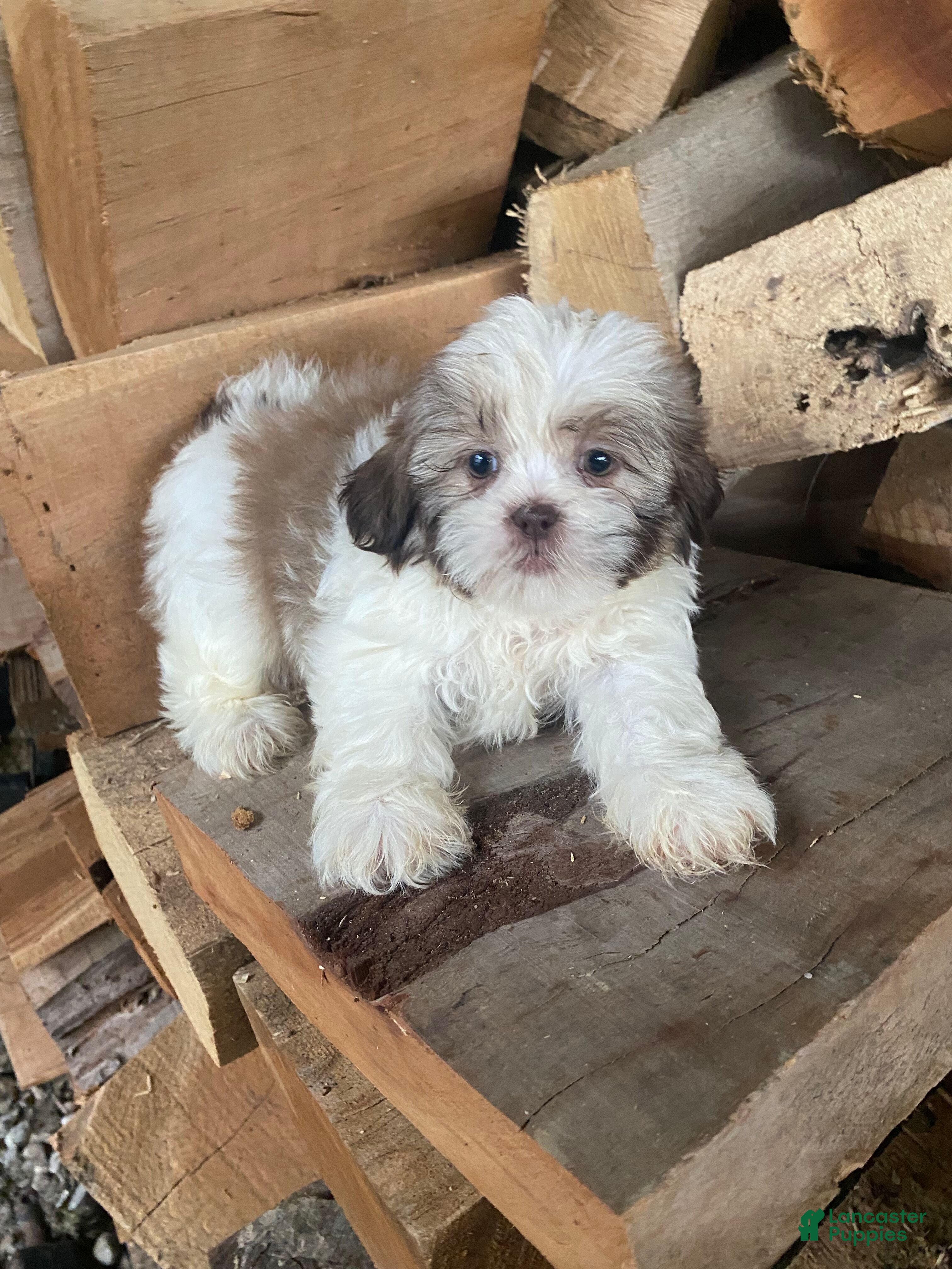 Shih Tzu dogs Diesel - Ad 2