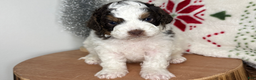 Cavapoo dogs for sale: Dasher - Ad 2