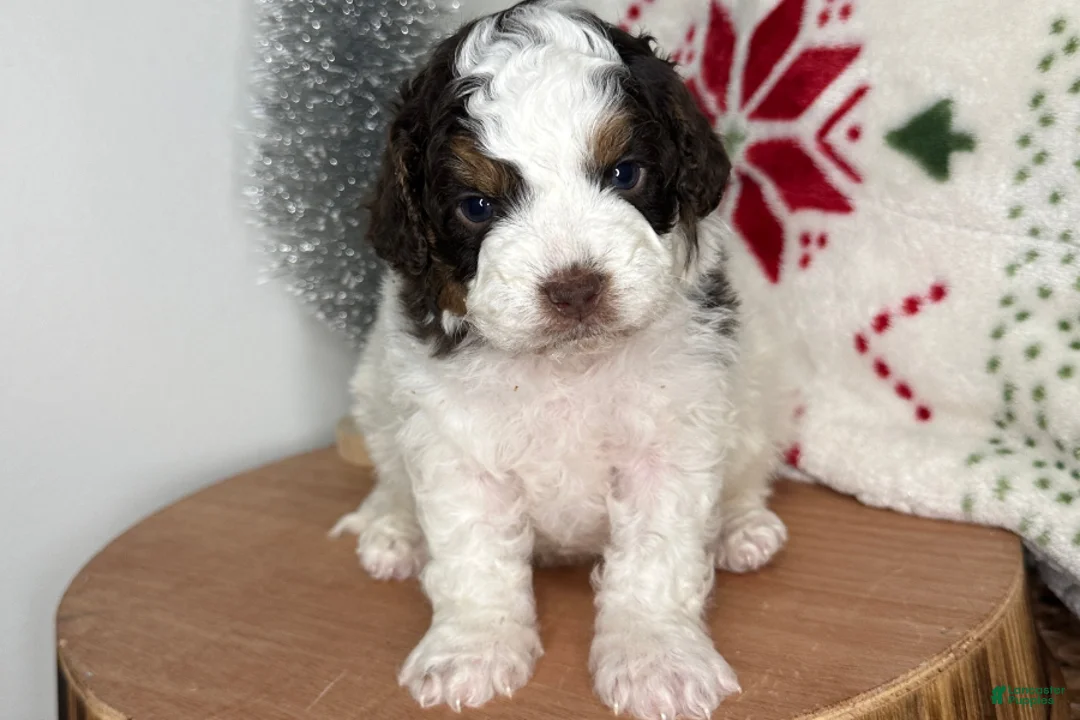 Cavapoo dogs for sale: Dasher - Ad 2