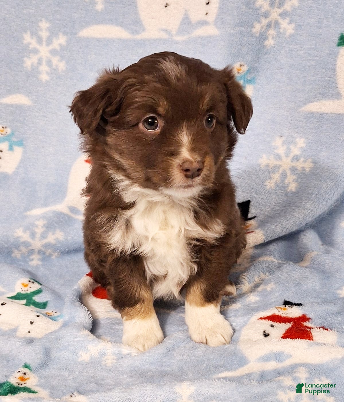 Miniature Australian Shepherd dogs Roxie - Ad 31