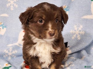 Miniature Australian Shepherd dogs Roxie - Ad 29