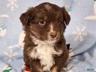 Miniature Australian Shepherd dogs Roxie - Ad 7