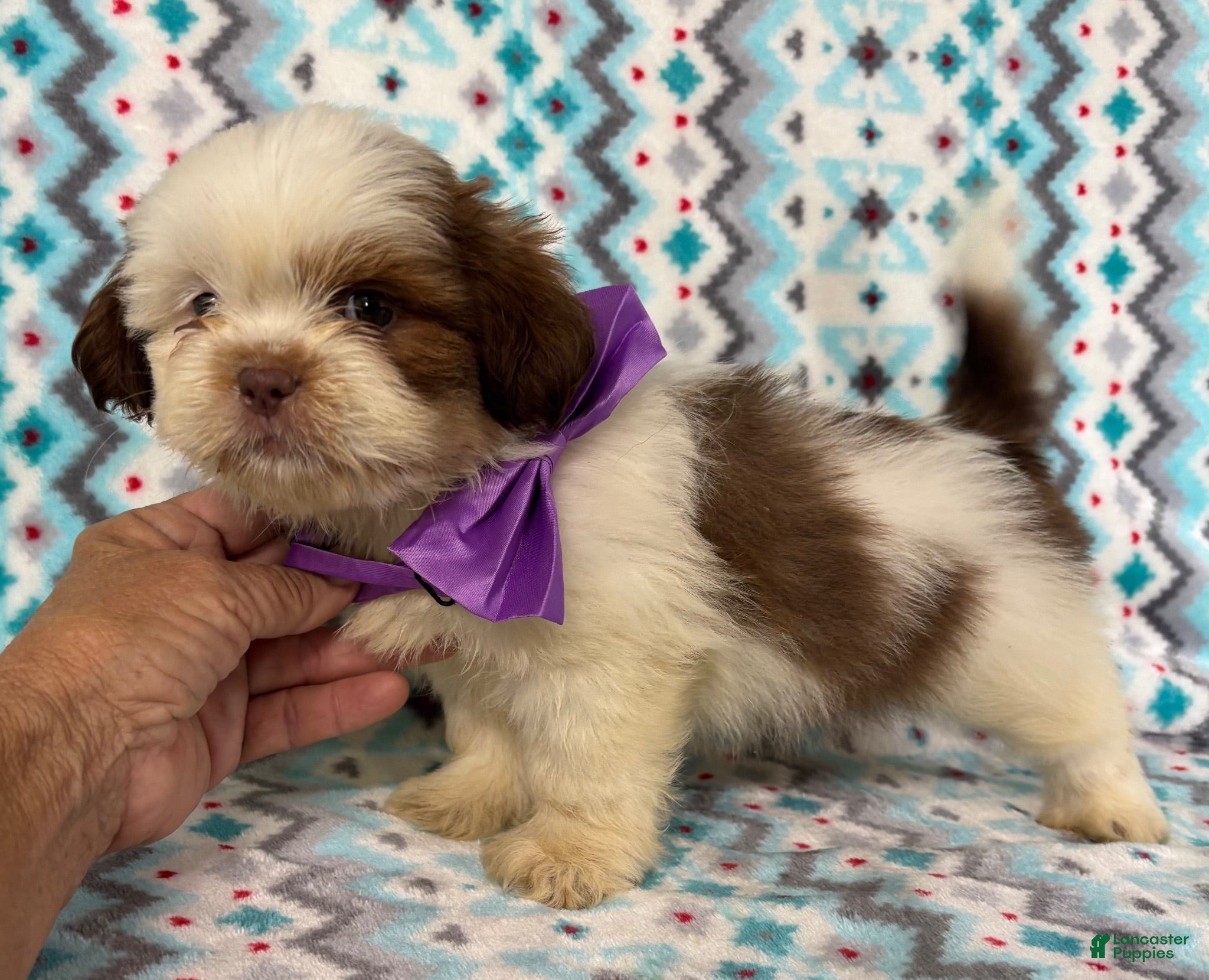 Shih Tzu dogs Shih Tzu 2 - Ad 2