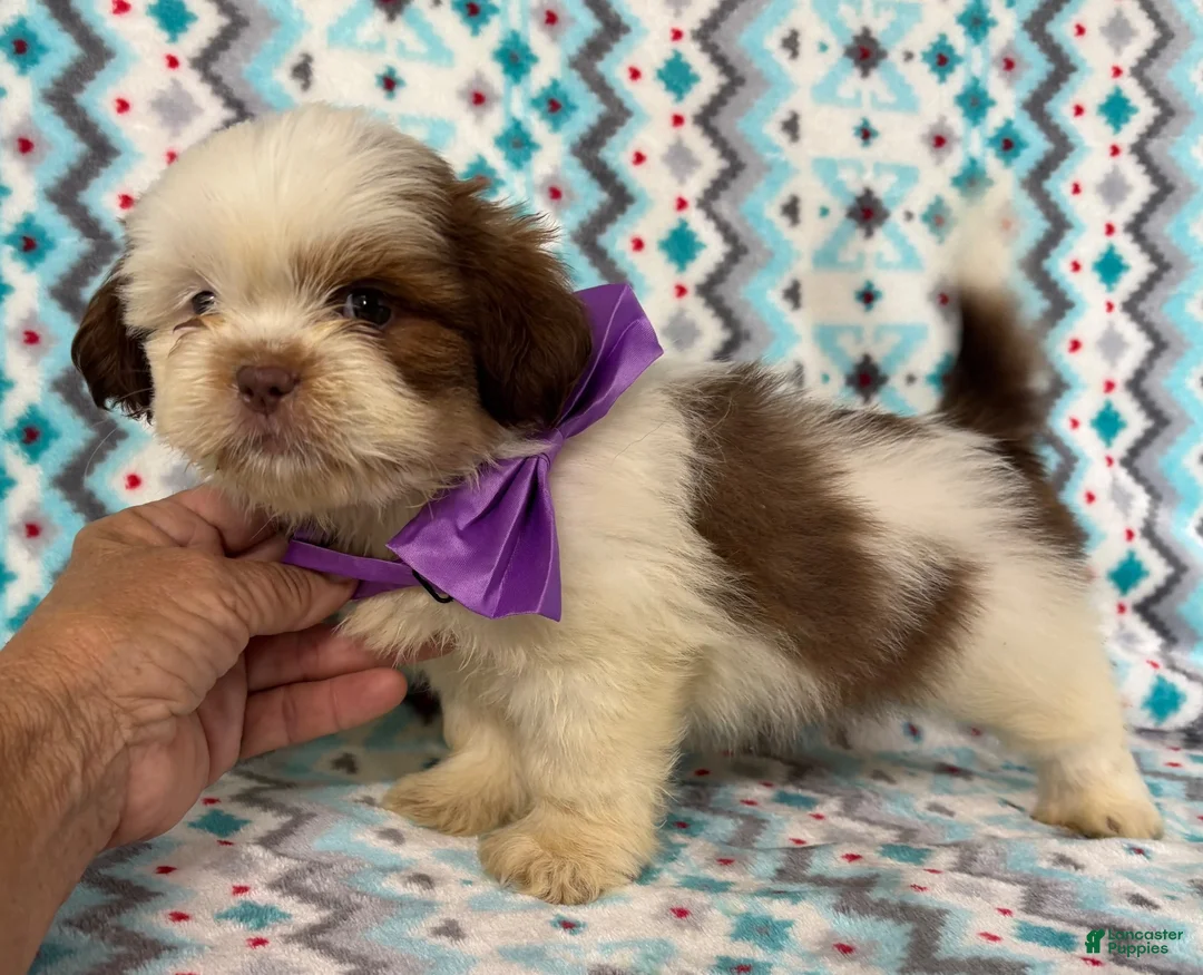 Shih Tzu dogs for sale: Shih Tzu 2 - Ad 2