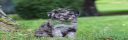 Miniature Poodle dogs for sale: Dustin - Ad 5