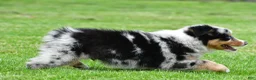 Australian Shepherd dogs for sale: Brent - Ad 7
