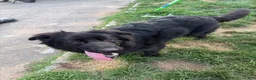 German Shepherd dogs for stud: Single dog her name is nena  - Ad 3