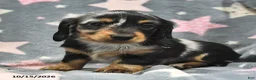 Miniature Dachshund dogs for sale: Stardust   - Ad 3
