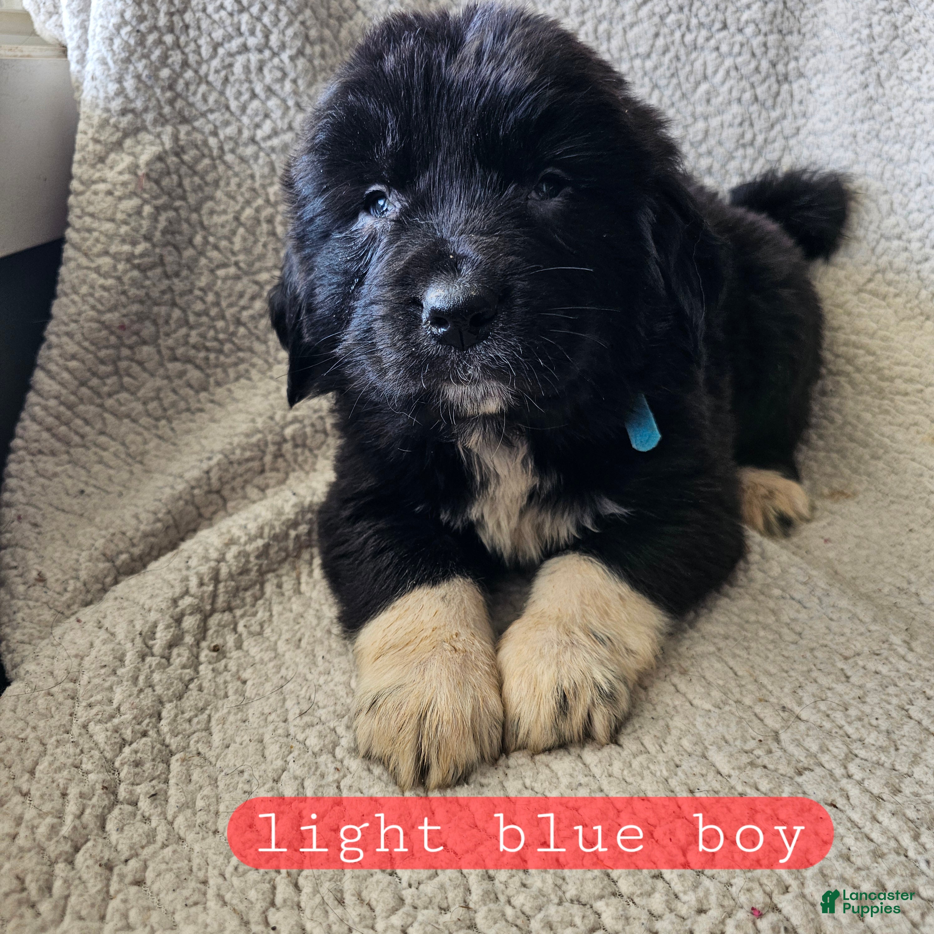 Mixed Breed dogs Fynn - Ad 26