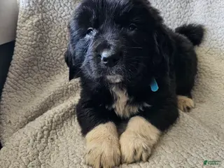 Mixed Breed dogs Fynn - Ad 26