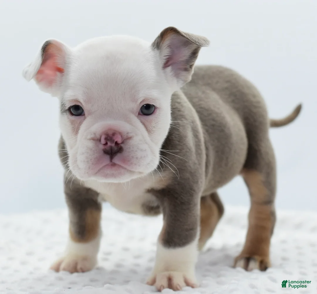 Mixed Breed dogs for sale: Lily tricolor hybrid  - Ad 23